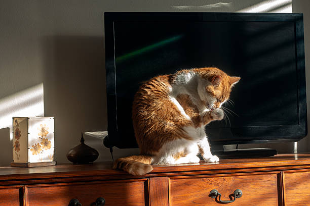 istock Cat Morning Grooming Session 2219025033