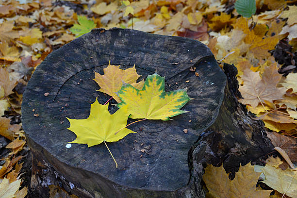 maple Autumn Leaves on a Tree Stump top view