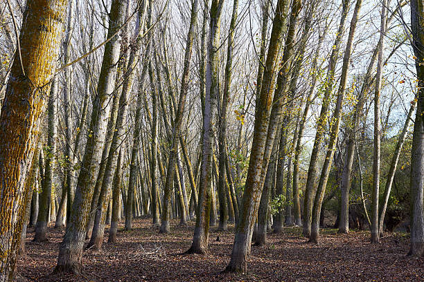 istock Tall, slender trunks of poplar trees in the autumn forest 2219028391