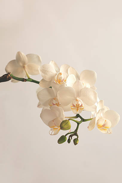 istock Close Up Branch Of White Orchid 2219028547