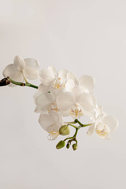 istock Close Up Branch Of White Orchid 2219028549
