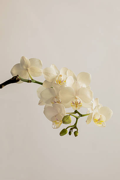 istock Close Up Branch Of White Orchid 2219028551