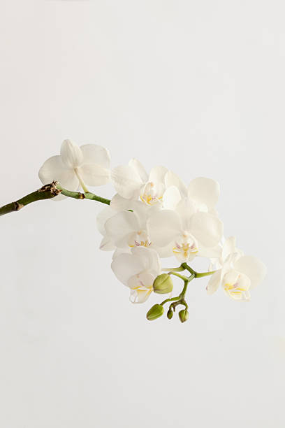 istock Close Up Branch Of White Orchid 2219028557