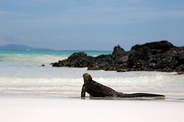 Marine Iguana (Amblyrhynchus cristatus hassiat the Water's Edge, Looking out over the Sea. Tortuga Bay, Santa Cruz Island, Galapagos