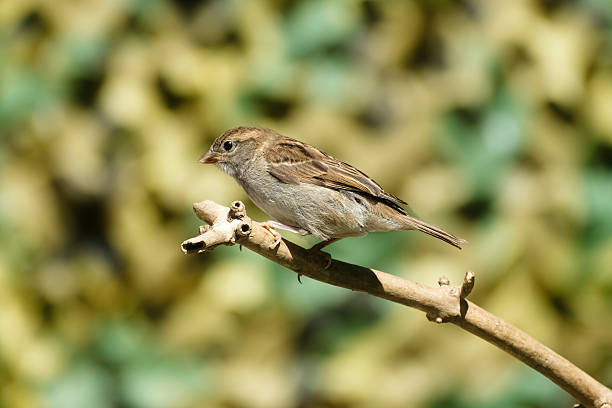 house finch standing in the garden