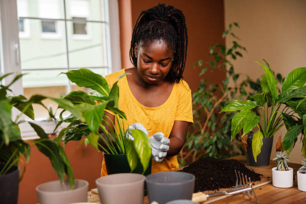 istock Woman Transplanting Greenery at Home 2219030068