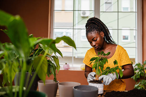 istock Young Woman Creating Indoor Garden 2219030123