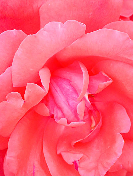 Chinese rose petals close-up