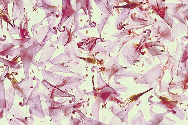 Cherry blossom petals fell.