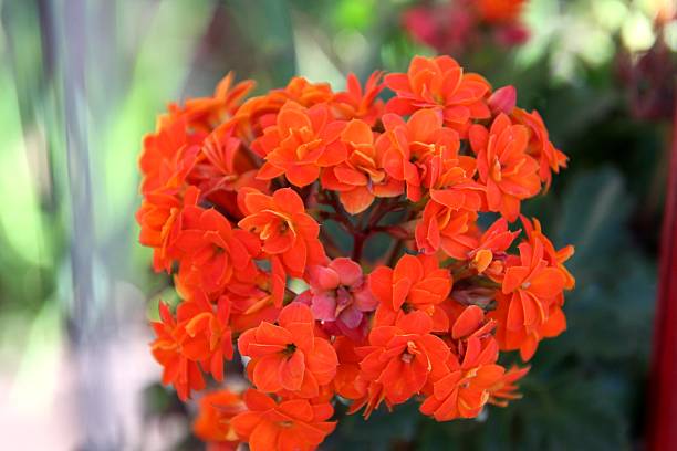 istock Plant Flower Kalanchoe 2219034199