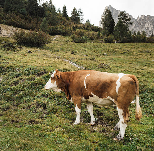 Brown Swiss Braunvieh cattle eat grass in a high alpine meadow near Lunersee. This area is part of the Ratikon Alps in Vorarlberg, Austria, featuring typical mountain livestock.