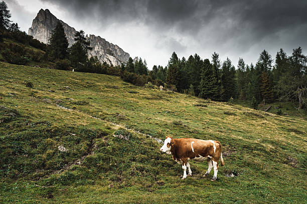 cow in the dolomites