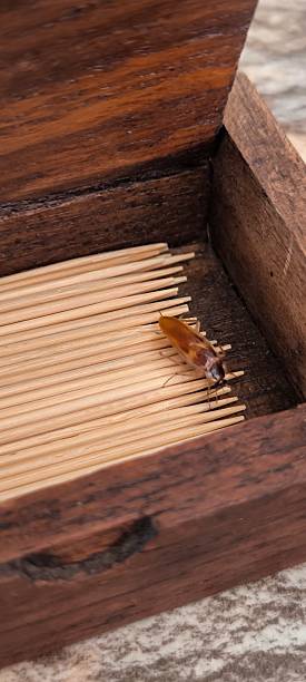 istock Cockroach in a toothpick box. Cleanliness concept. 2219038955