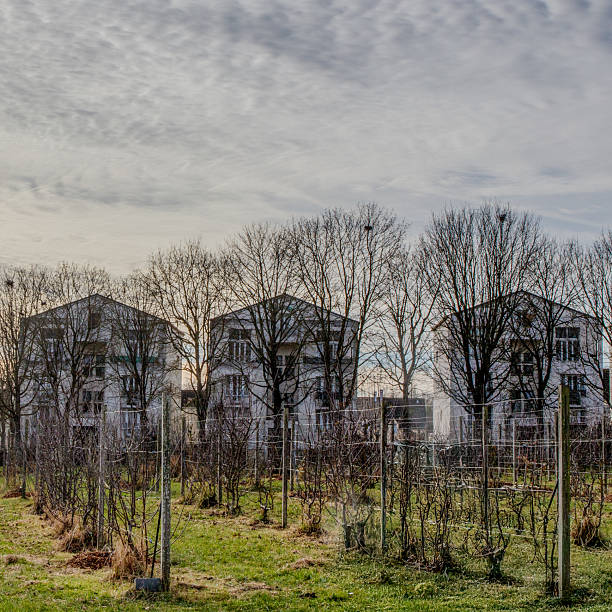 istock Residential Buildings Behind Vineyard 2219039753