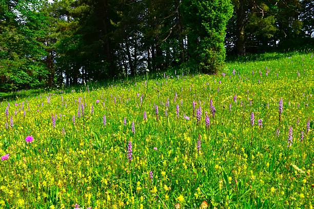Meadow with pink fragrant orchid (Gymnadenia conopsea) and aristate yellow rattle (Rhinanthus glacialis) flowers