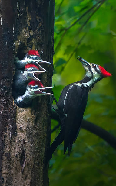 pileated woodpecker feeding three babie