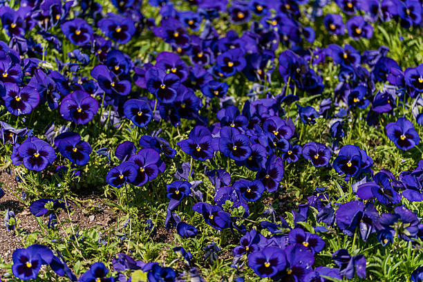 Bright blue viola flowers in the meadow