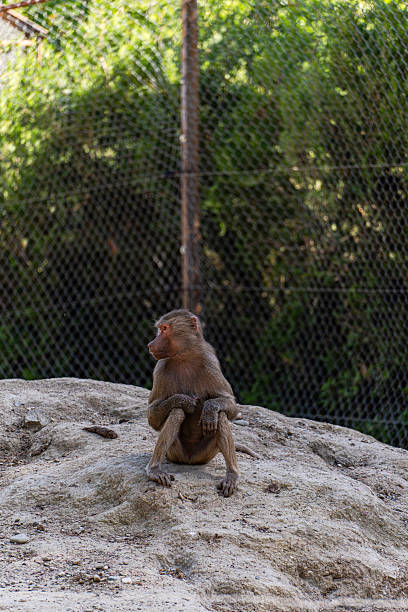 baboon in the zoo