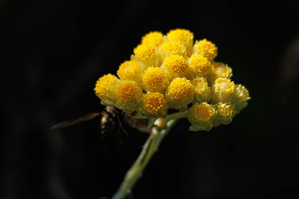 Helichrysum paper flower isolated from the background, Alcoy, Spain