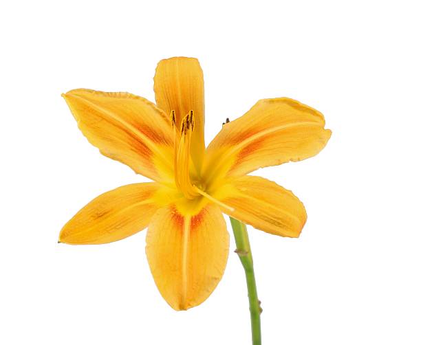 istock Yellow and orange Lily on white background. 2219043693