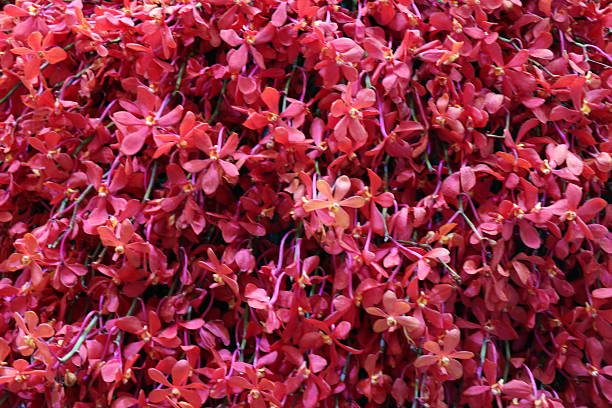 Fresh pink flowers for background