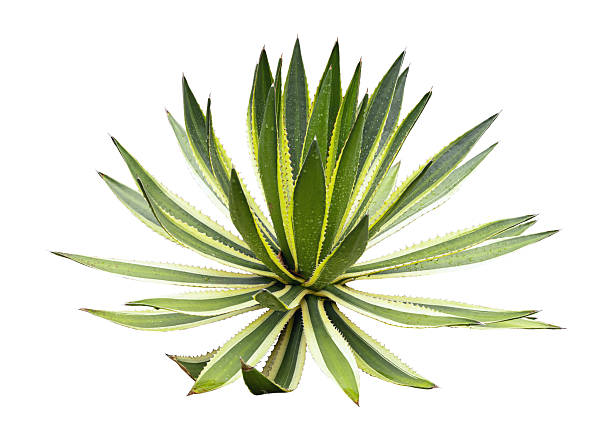 Tropical agave plant isolated on white background.This has clipping path.
