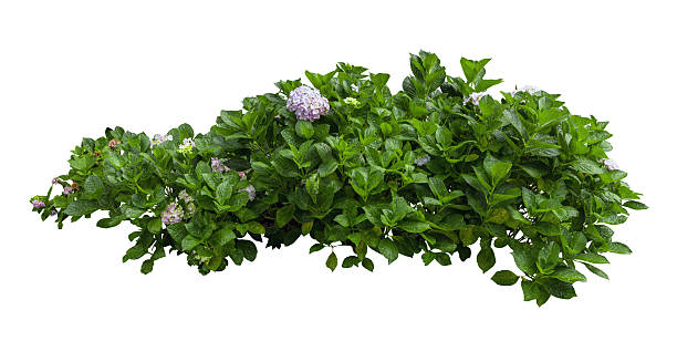 istock Tropical plant bush shrub white flower green tree isolated on white background. This has clipping path. 2219045125