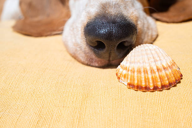 Close-up of a beagle dog's nose resting near a seashell on a vibrant yellow towel, capturing the essence of a carefree summer vacation filled with warmth and relaxation