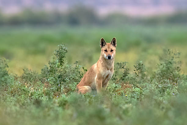istock Dingo (Canis familiaris dingo) in Bedourie, Queensland 2219045530