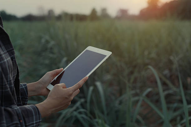 istock A person is holding a white tablet with a blank screen, in an outdoor setting with a field of green plants, likely sugarcane, in the background. The lighting suggests early morning or late afternoon. 2219045962