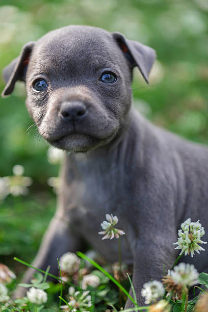 istock Tender moment with a young short-haired puppy looking into the camera, surrounded by wild clover and lush greenery, representing innocence, love for animals, and peaceful moments in nature. 2219046038