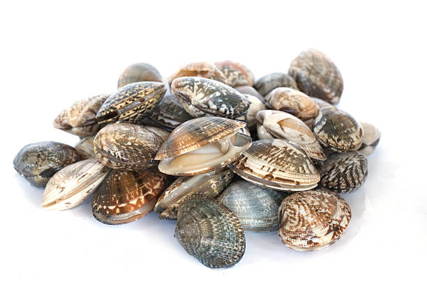 istock Clams on white background. Seafood. 2219046350