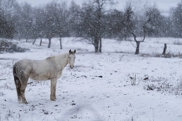 A horse  in a winter landscape, its coat glistening in the cold. The stillness of the scene highlights the strength and beauty of the animal against the snowy backdrop.