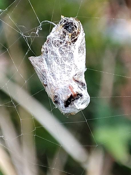 istock A moth that had been covered in a spider webs for food. 2219047735