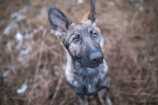This image shows a young shepherd dog—likely a German or Belgian Malinois puppy—standing alertly in a dry, wintry landscape. The dog’s brindle coat, upright ears, and focused gaze reflect both natural curiosity and the beginnings of protective instinct. Captured mid-step, the puppy exudes energy, attentiveness, and awareness of its surroundings. The muted tones of the grass and slight dusting of snow emphasize the wild, rural atmosphere. This photograph is perfect for themes such as puppy training, working dogs, wilderness exploration, animal intelligence, or guard dog breeds in nature.