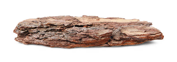 istock One piece of tree bark on white background 2219049022