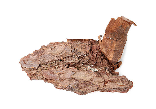 istock One piece of tree bark on white background, above view 2219049049