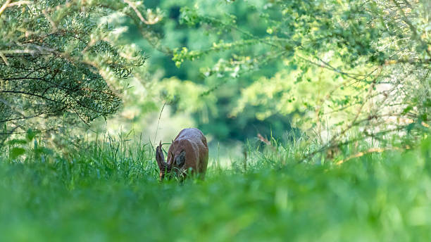 Robuck Background 3,400+ Roebuck Deer Pics Stock Photos, Pictures & Royalty-Free Images ...