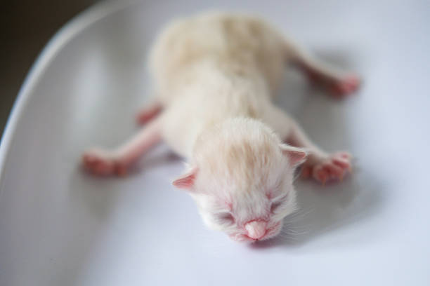 Small baby newborn Ragdoll kitten