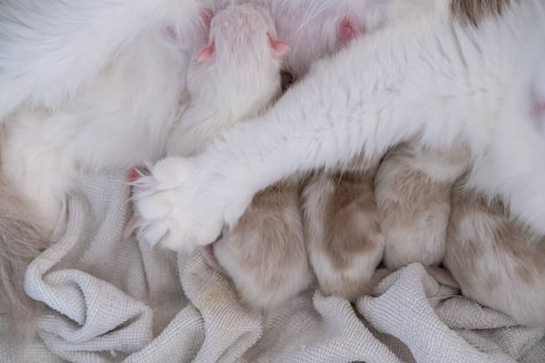 istock Mother Ragdoll cat protecting her Newborn kittens. 2219052242