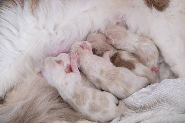 istock Mother Ragdoll cat feeding her Five Newborn kittens. 2219052266
