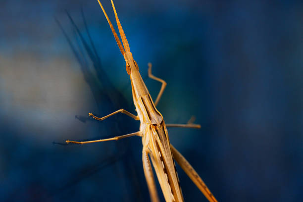 Close up of grasshopper on stem
