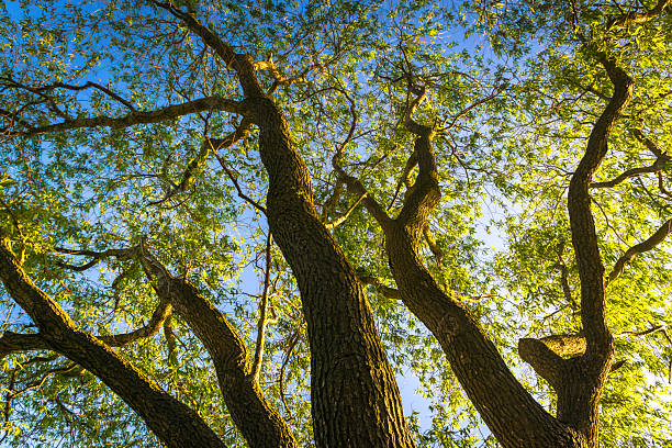 istock Top view of the landscape river field forest 2219054269