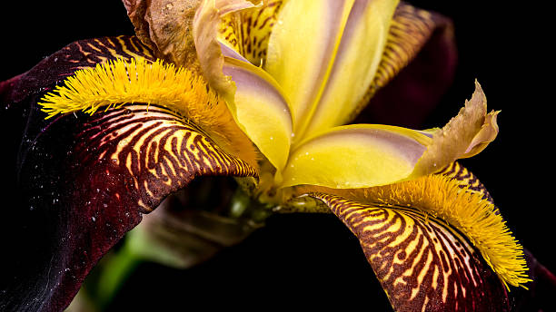istock Striking Purple and Gold Bearded Iris on Black 2219055156