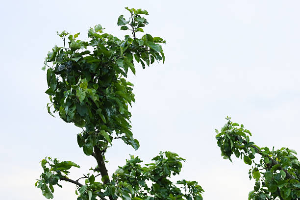 istock Sprawling green branches with dense foliage reach towards the sky, creating a dynamic silhouette against a light backdrop. This fragment of the tree's crown symbolizes life and growth, adding natural energy to the space. 2219055169