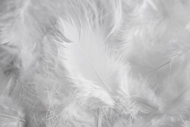 istock Many beautiful feathers as background, closeup view 2219055218
