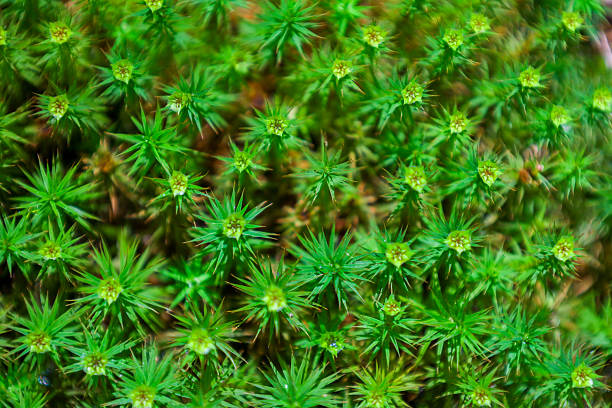 An intricate texture of green moss, with tiny star-like growths, forms a continuous carpet. This macro shot highlights the delicate beauty of the microscopic plant world, emphasizing natural patterns.