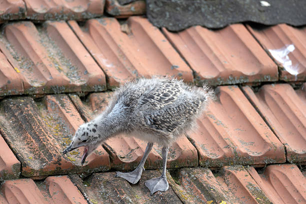 Baby seagull birds are perched on a red roof