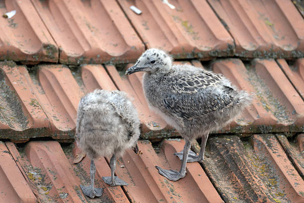 Baby seagull birds are perched on a red roof