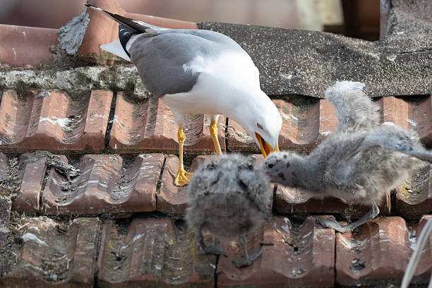 Baby seagull birds are perched on a red roof